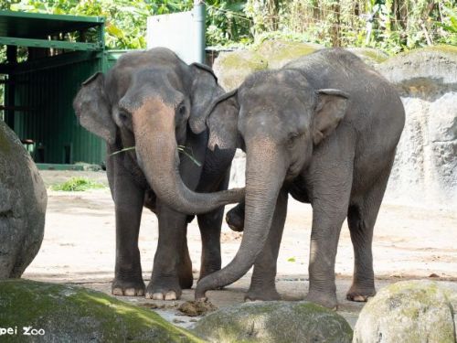 熱帶雨林區迎新篇章！臺北市立動物園啟動象群搬遷準備，讓亞洲象與非洲象先從「聞香認識」開始做鄰居